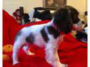 Cocker Spaniel Puppy for sale in Tryon, OK, USA