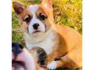 Pembroke Welsh Corgi Puppy for sale in Robbinsville, NC, USA