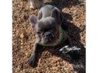 French Bulldog Puppy for sale in Lebanon, MO, USA