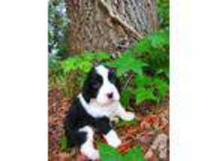English Springer Spaniel Puppy for sale in SAVANNAH, GA, USA