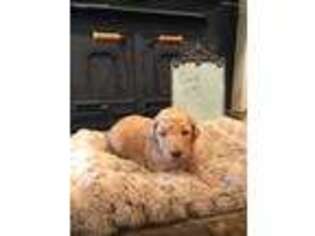 Mutt Puppy for sale in Bay Springs, MS, USA