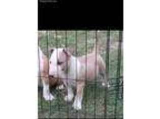 Bull Terrier Puppy for sale in Milton, FL, USA
