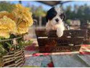 Mutt Puppy for sale in Saint Matthews, SC, USA
