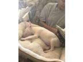 Bull Terrier Puppy for sale in Harrisburg, PA, USA