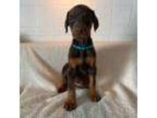 Doberman Pinscher Puppy for sale in Manistee, MI, USA