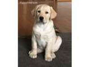 Labrador Retriever Puppy for sale in Zimmerman, MN, USA