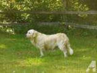 Golden Retriever Puppy for sale in FLORENCE, OR, USA