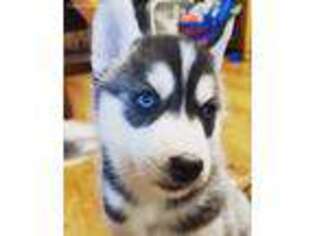 Siberian Husky Puppy for sale in Oxford, WI, USA