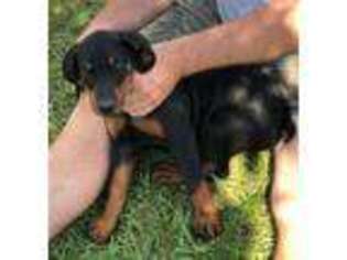 Doberman Pinscher Puppy for sale in Sylvania, GA, USA