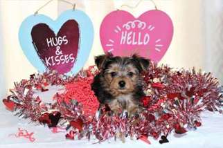 Yorkshire Terrier Puppy for sale in Hesperia, CA, USA