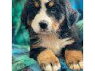 Bernese Mountain Dog Puppy for sale in Madill, OK, USA