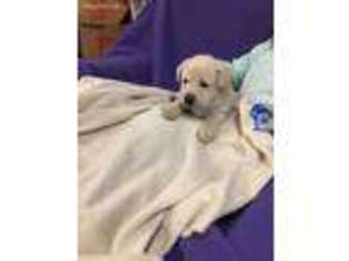 Labrador Retriever Puppy for sale in Narragansett, RI, USA
