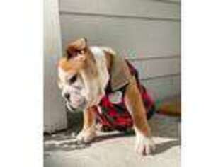 Bulldog Puppy for sale in Dearborn, MI, USA