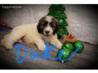 Great Pyrenees Puppy for sale in Glencoe, AR, USA
