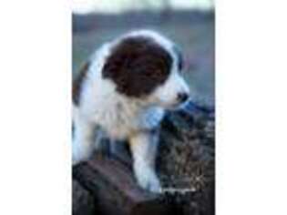Australian Shepherd Puppy for sale in Mountain Grove, MO, USA