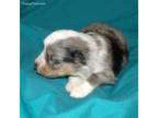Miniature Australian Shepherd Puppy for sale in Laguna, NM, USA