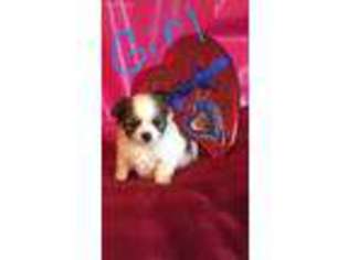 Chihuahua Puppy for sale in Waverly, OH, USA