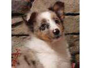 Shetland Sheepdog Puppy for sale in Quarryville, PA, USA