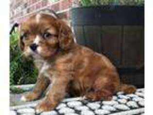 Cavalier King Charles Spaniel Puppy for sale in Viola, AR, USA