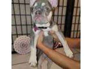 French Bulldog Puppy for sale in Lake Worth, FL, USA
