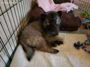 Keeshond Puppy for sale in Dallas, TX, USA