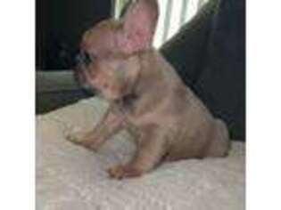 French Bulldog Puppy for sale in Hanford, CA, USA