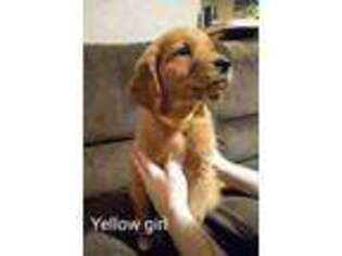 Golden Retriever Puppy for sale in Piedmont, OK, USA