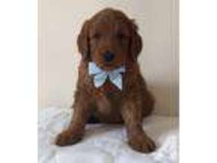 Goldendoodle Puppy for sale in WEST BROOKFIELD, MA, USA