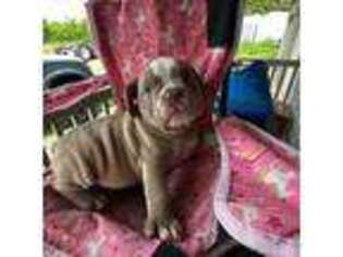 Olde English Bulldogge Puppy for sale in Long Lane, MO, USA