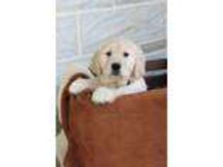 Golden Retriever Puppy for sale in Shippensburg, PA, USA