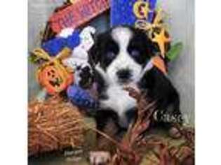 Australian Shepherd Puppy for sale in Horse Cave, KY, USA