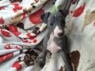 Italian Greyhound Puppy for sale in Golden Valley, AZ, USA