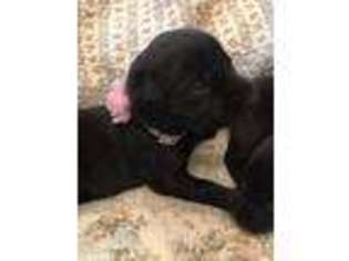 Labrador Retriever Puppy for sale in Berwick, ME, USA