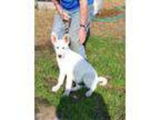 German Shepherd Dog Puppy for sale in Higginsville, MO, USA