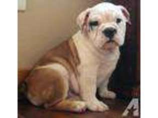 Bulldog Puppy for sale in PEORIA, AZ, USA