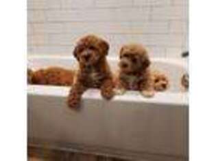 Goldendoodle Puppy for sale in Piscataway, NJ, USA