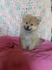 Pomeranian Puppy for sale in Alcester, SD, USA
