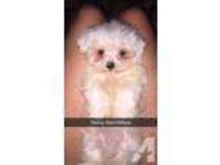 Maltese Puppy for sale in HORATIO, AR, USA