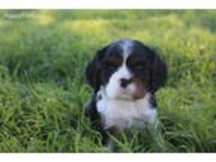 Cavalier King Charles Spaniel Puppy for sale in Lott, TX, USA