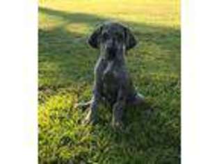 Great Dane Puppy for sale in Thomasville, AL, USA