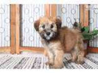Soft Coated Wheaten Terrier Puppy for sale in Fort Myers, FL, USA