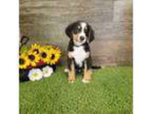Bernese Mountain Dog Puppy for sale in Hamptonville, NC, USA