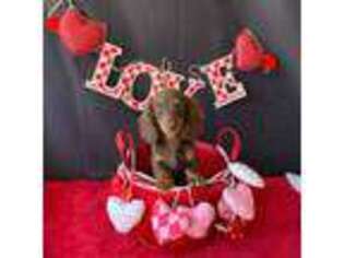 Dachshund Puppy for sale in Pflugerville, TX, USA