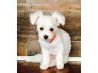 Maltese Puppy for sale in Sumter, SC, USA