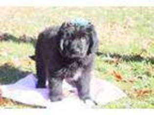 Newfoundland Puppy for sale in Summerfield, NC, USA