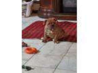 Olde English Bulldogge Puppy for sale in Johnston, RI, USA