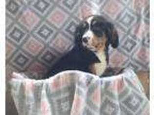 Bernese Mountain Dog Puppy for sale in Jonestown, PA, USA