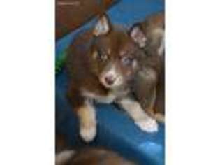 Siberian Husky Puppy for sale in Sebring, FL, USA