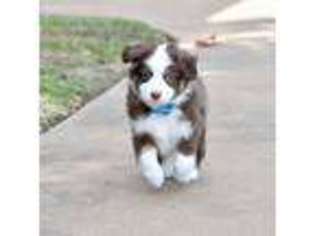 Miniature Australian Shepherd Puppy for sale in Hempstead, TX, USA