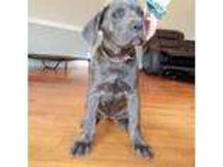 Cane Corso Puppy for sale in Gallatin, TN, USA